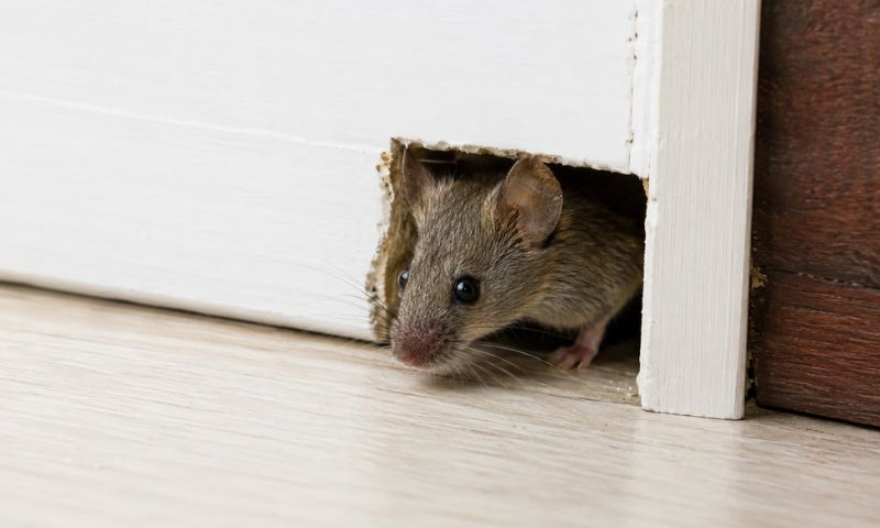 Mice control services card — house mouse near a crawl-space vent